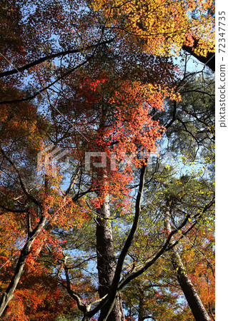 Autumn leaves of Shosenkyo Tenkorin Autumn leaves of Shosenkyo Tenkorin 72347735