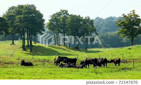 Herd of cows at Hoei Ranch Herd of cows at Hoei Ranch 72347870
