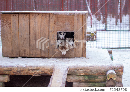 Beautiful Siberian Husky puppies in the kennel, in winter. 72348708