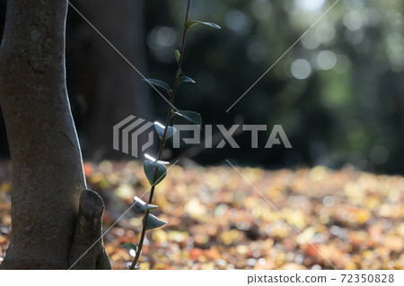 在冬季公園散步 72350828