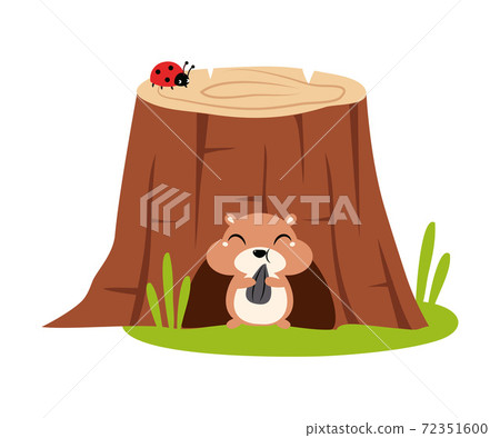 Funny Chipmunk as Forest Animal Pepped Out from Stump Hollow Vector Illustration 72351600