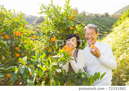 Senior middle couple trip to enjoy mandarin orange hunting Mandarin orange field edition Senior middle couple trip to enjoy mandarin orange hunting Mandarin orange field edition 72351982