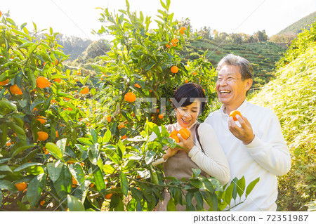 Senior middle couple trip to enjoy mandarin orange hunting Mandarin orange field edition 72351987