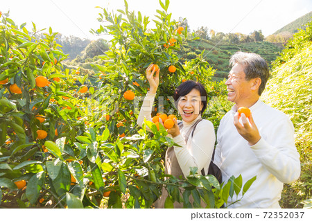 Senior middle couple trip to enjoy mandarin orange hunting Mandarin orange field edition 72352037