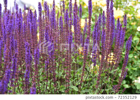 Salvia Nemorosa Caladonna Salvia Nemorosa Caladonna 72352129