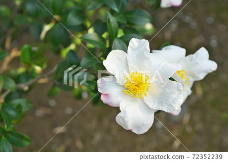 White sasanqua flower 72352239