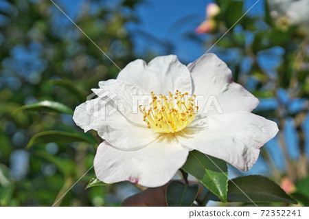 White sasanqua flower 72352241