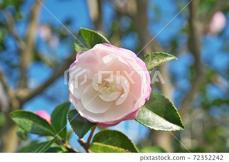 白色sasanqua花 白色sasanqua花 72352242