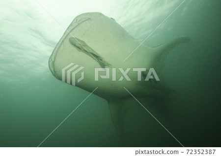 Whale shark in Chiba Whale shark in Chiba 72352387