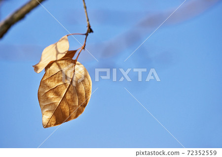 Autumn leaves of Hinatsubotago 72352559