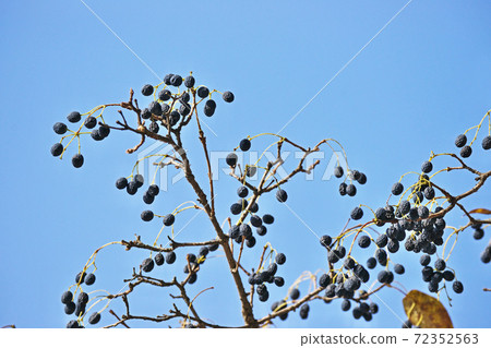 Ripe Chionanthus retusus fruit 72352563