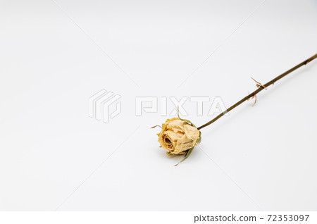 Rose dry flower Rose dry flower 72353097