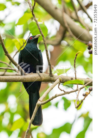 Male koel staying on a tree 72353649