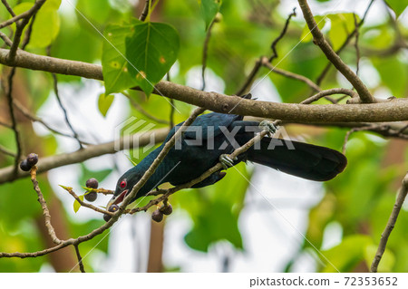 住在一棵樹上的男性onikakko 72353652