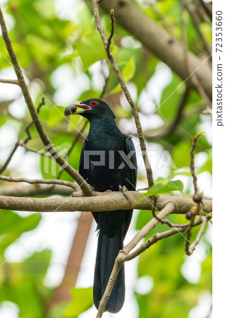 住在一棵樹上的男性onikakko 72353660