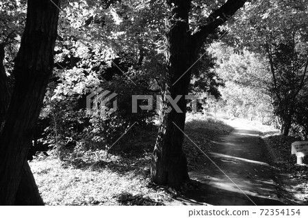 Forest Road Forest Road 72354154
