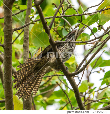 Female koel staying on a tree Female koel staying on a tree 72354200