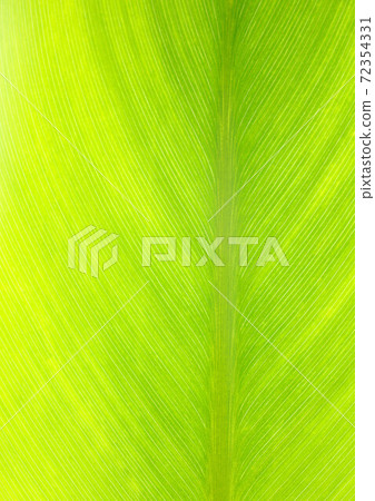 Green background material Green background material 72354331