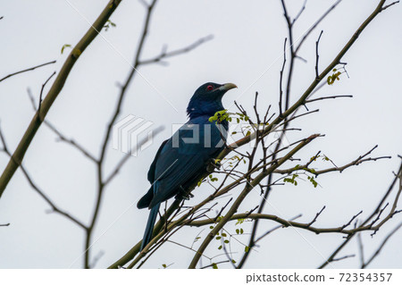 Male koel staying on a tree 72354357