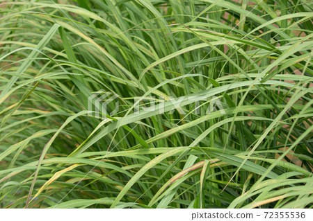 檸檬草（學名：Cymbopogon citratus）葉（藥草，精油原料） 72355536