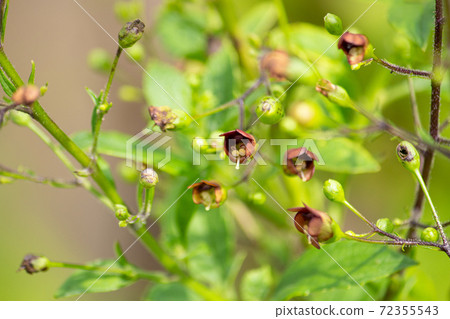 根金花和根是原料藥，英文名稱：Scrophularia root 72355543