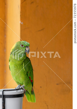 Kieriboushiinko特寫 72355978