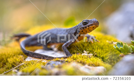 Alpine newt side view on moss and rocks Alpine newt side view on moss and rocks 72356103