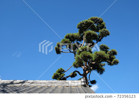 Pine trees and tiled roofs extending against the blue sky Pine trees and tiled roofs extending against the blue sky 72356123