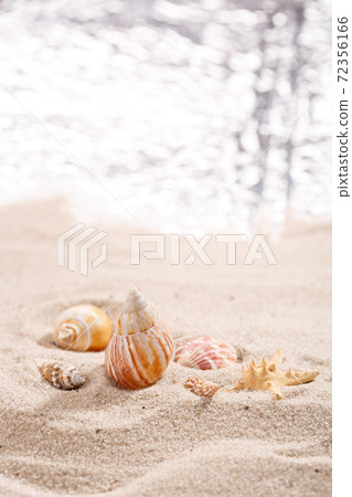 Sea shells on a tropical seashore lying on golden sand under the hot summer sun. Place for text. 72356166