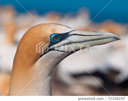 Head of gannet in colony new zealand 72356247