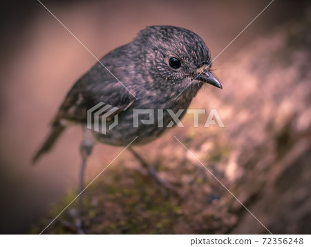 Cute New Zealand robin looking in camera Cute New Zealand robin looking in camera 72356248