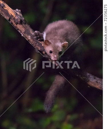 Beech marten on branch at night 72356275