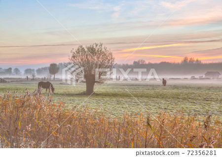 Landscape Pollard willows and horses Landscape Pollard willows and horses 72356281