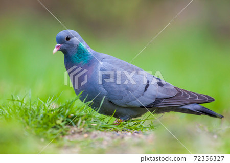Male Stock dove in a lawn 72356327