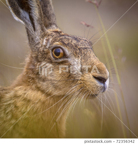 Portrait of vigilant European Hare in grass Portrait of vigilant European Hare in grass 72356342