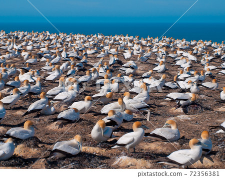 many gannets in breeding colony new zealand many gannets in breeding colony new zealand 72356381