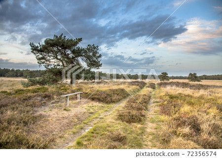 Natural heathland landscape near Hijken 72356574