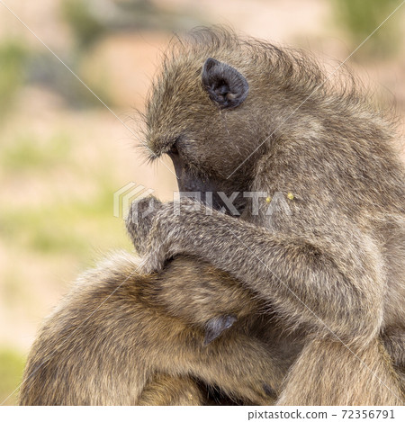 Chacma baboons grooming 72356791