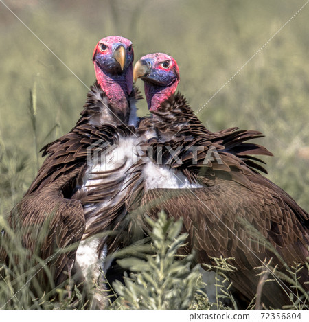 Lappet faced vultures display crop Lappet faced vultures display crop 72356804