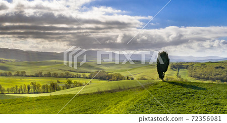 Lonely Cypress tree Lonely Cypress tree 72356981