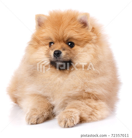 Cute little pomeranian spitz puppy lies on a white background. Cute little pomeranian spitz puppy lies on a white background. 72357011