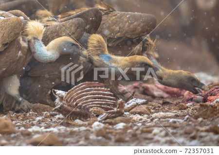 Griffon vulture group 72357031