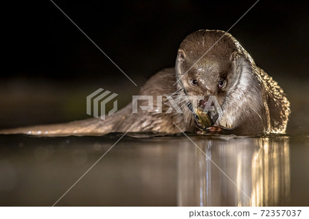 European Otter eating fish at night European Otter eating fish at night 72357037