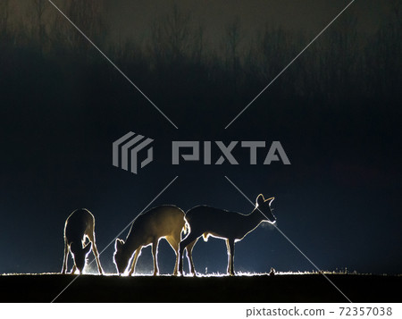 Roe deer on clearing Roe deer on clearing 72357038
