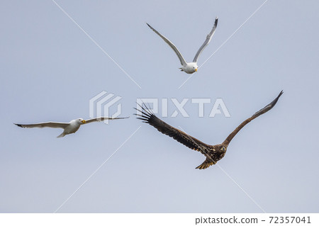 White-tailed eagle chased by gulls White-tailed eagle chased by gulls 72357041