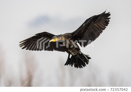 Great cormorant flying 72357042