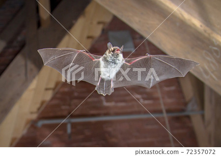 Natters bat flying inside building Natters bat flying inside building 72357072