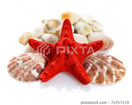 Caribbean starfish and seashells on white background. 72357219