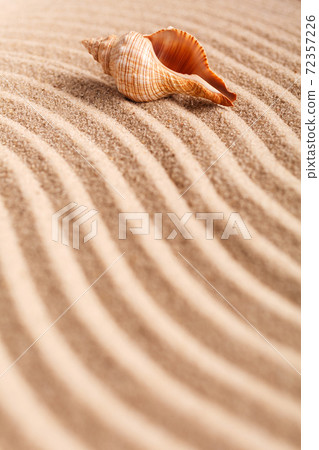 Seashell on the yellow sand on a sunny day. Natural background with place for your text. Seashell on the yellow sand on a sunny day. Natural background with place for your text. 72357226