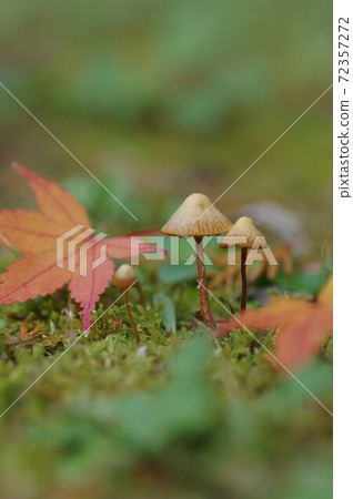 Small mushrooms Mushrooms in the forest Autumn mushrooms Small mushrooms Mushrooms in the forest Autumn mushrooms 72357272